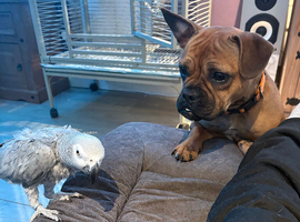 Frenchy x staffy