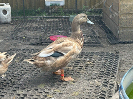 3 drakes to a good home