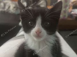 2 beautiful female kittens