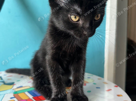 8 week old kitten male