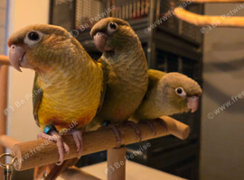Pineapple conures