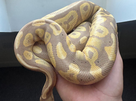Banana cinnamon royal for sale
