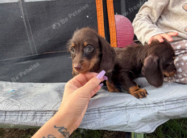 For sale is my dachshund puppies