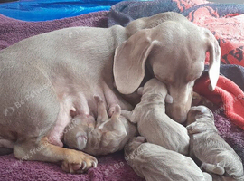 Miniature smooth haired dachshund puppies fir sale