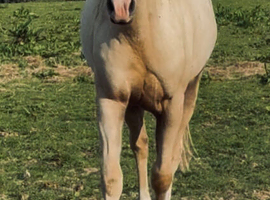 Pure bred Quarter Horse