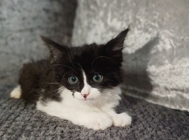 Looking for new home lovely kittens