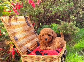 Asian Poodle Male for sale