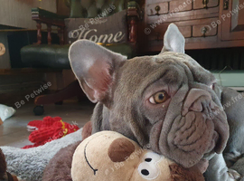 4 year old French Bulldog