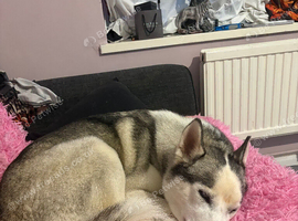 Siberian husky