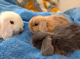 Mini lop babies