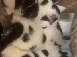 Kittens ready to leave today