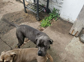 15 month old female cane corso