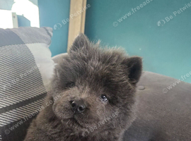 LAST BOY REMAINING CHOW.