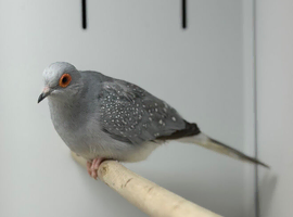 Diamond dove