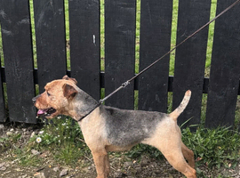 Lakeland terrier