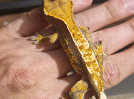 Crested gecko