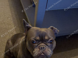 Rehoming French bulldog