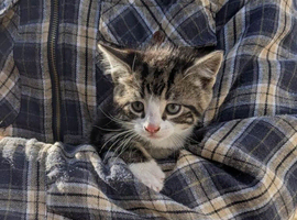 5 Adorable Kittens Looking for Their Forever Homes