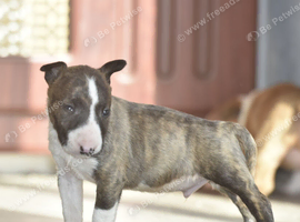 Excellent miniature bull terrier puppies