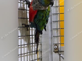 Crimson-bellied Conure