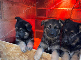 Male German shepherd puppies