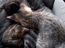 3 kittens for sale