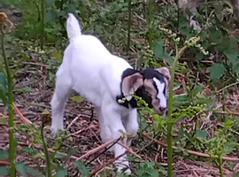 4 month old boer billy