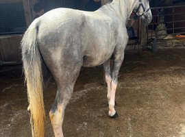 15.2  gelding 4 year old