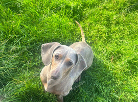 Miniature dachshund