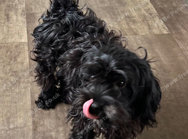 Little mix breed male