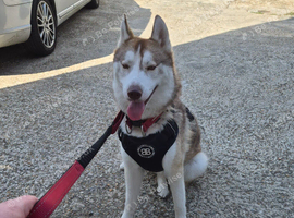 Male husky 2.5 years old