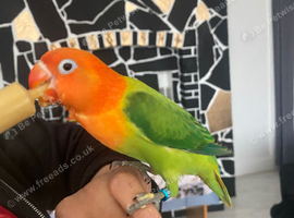 8 week old lovebird