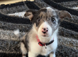 border pup