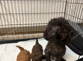 Asian toy poodles