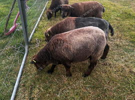 4 ryeland sheep