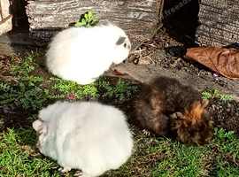 Beautiful baby girls