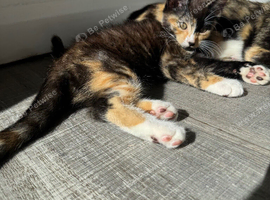 Beautiful kitty looks for new home