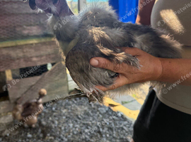 Silkie rooster