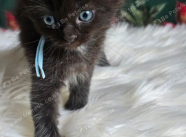 Sweet Blue-eyed Ragdoll Kittens