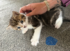 2 boy kittens