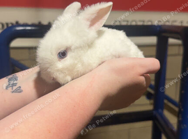 Unique Angora x lionhead 8 weeks