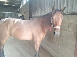 3 year old, 15.1hh gelding for sale.