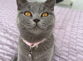 Beautiful British short hair female