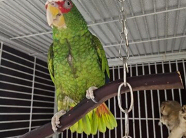 Bird rehoming service