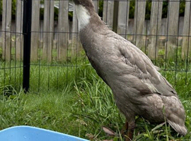 Female Indian runner duck