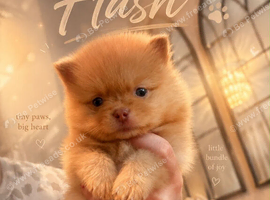 Stunning little Pomeranians