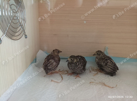 Available 2 males and 3 females in a group beige/grey/black tones &pound;28 the group 5 birds