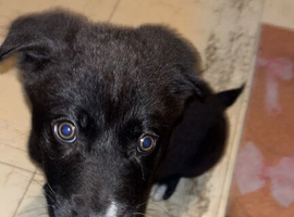 Japanese Akita x xl maybe