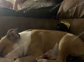 American bulldog