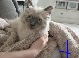 12 weeks old Boy Available
